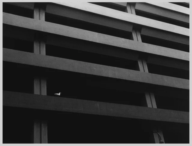 A small white bird on a ledge of a concrete building