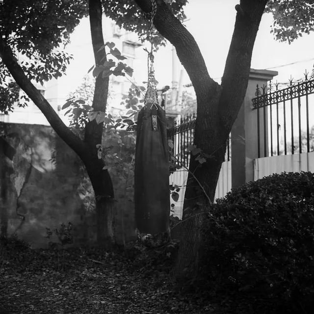 Trees and a garden gate in black and white