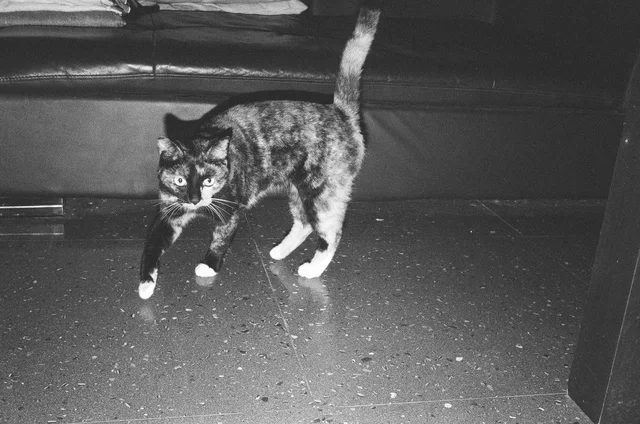Photograph 15 from the Simulacra collection