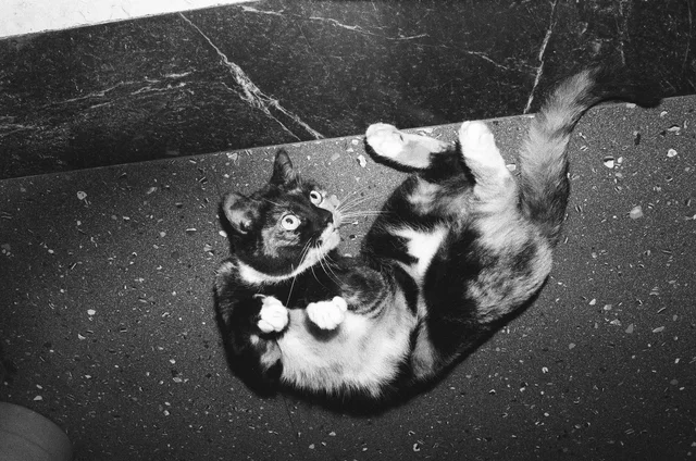 Photograph 16 from the Simulacra collection
