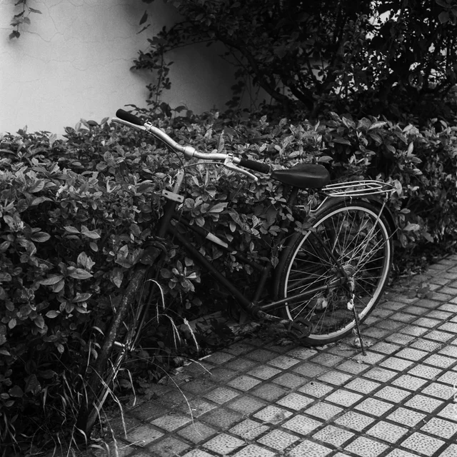 A bicycle leaning beside a hedge on a paved path