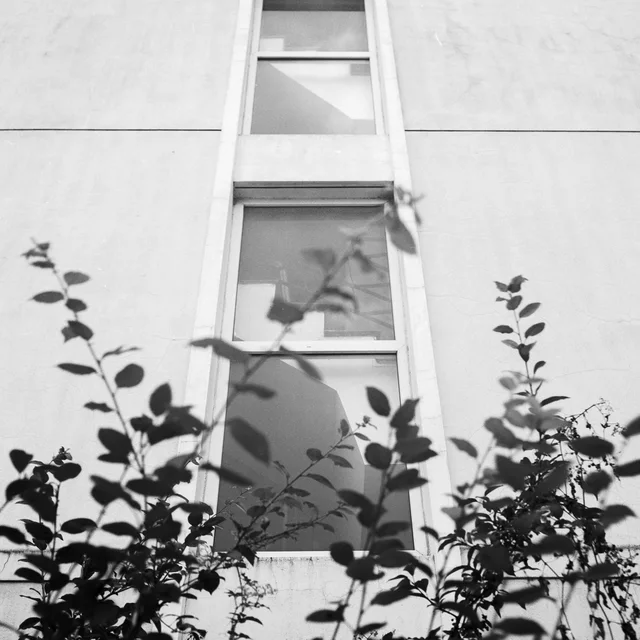Climbing plants beneath a window