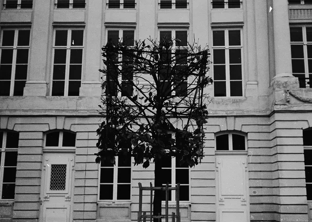 A tree in front of a building facade