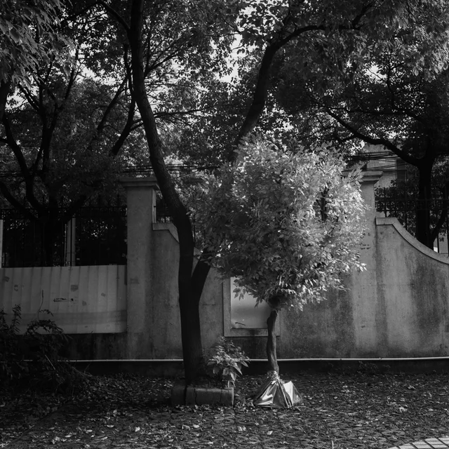 A quiet courtyard beneath the trees