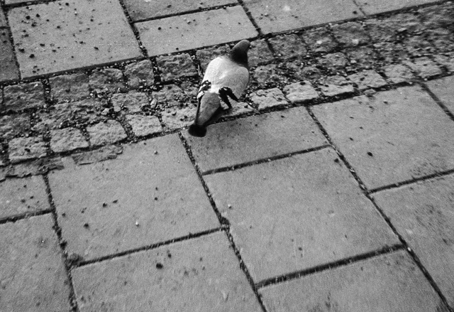 A pigeon on paving stones, photographed in black and white