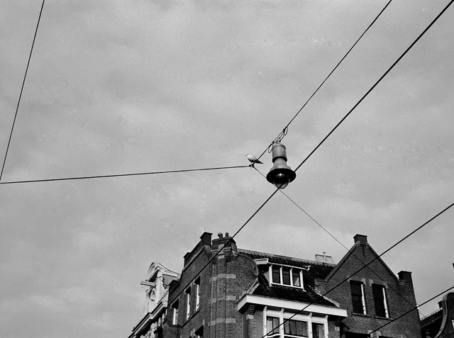 Photograph 56 from the Simulacra collection