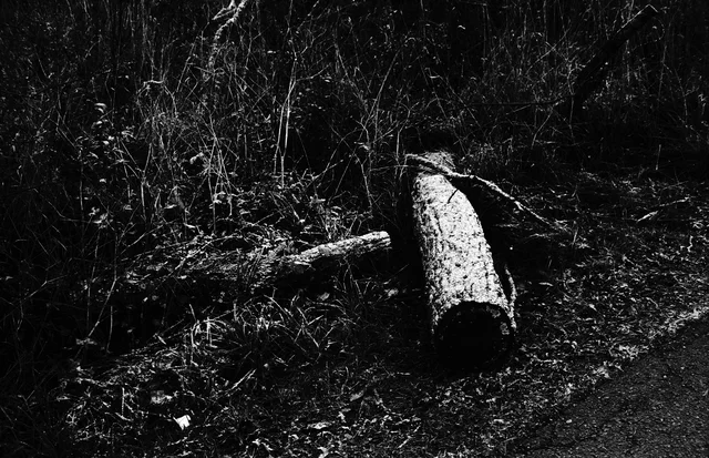 Fallen logs on dark ground beneath tangled branches