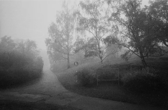 A narrow path disappearing into mist between trees and bushes