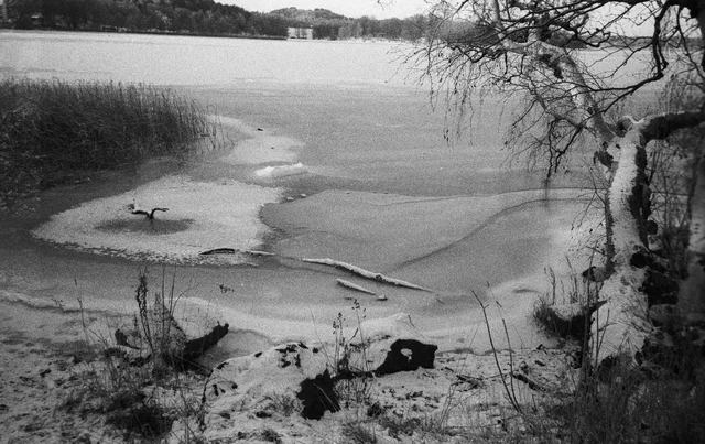 A quiet shoreline framed by bare branches and fallen wood