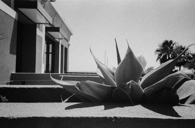 A large agave spreading its pointed leaves across stone steps beside a building
