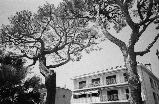 Branching trees framing the corner of a light-colored building