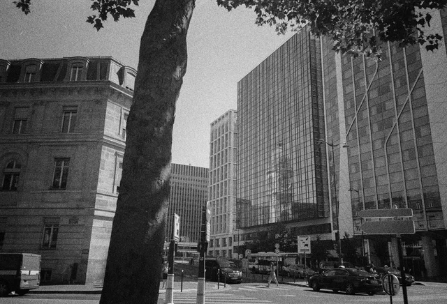 A tree trunk framing a city intersection between stone and glass-fronted buildings
