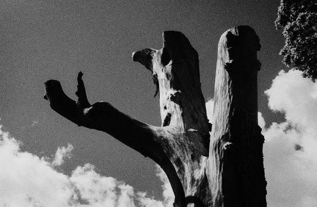 The bare branches of a heavily pruned tree reaching into a cloudy sky
