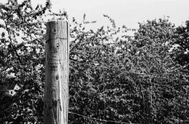 A weathered wooden fence post and wire against dense foliage