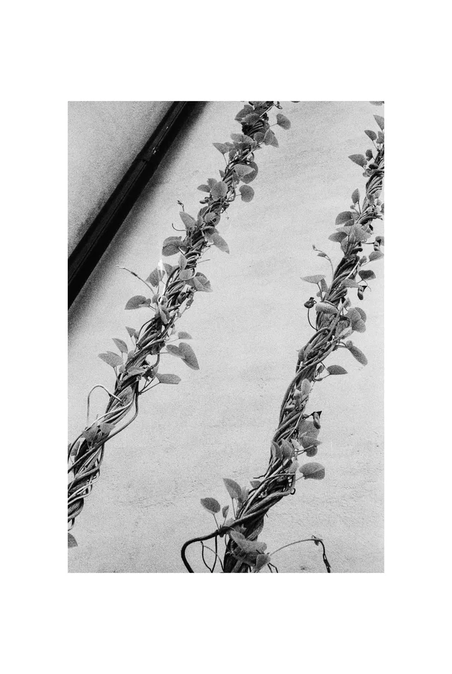 Two slender climbing plants rising against a pale wall