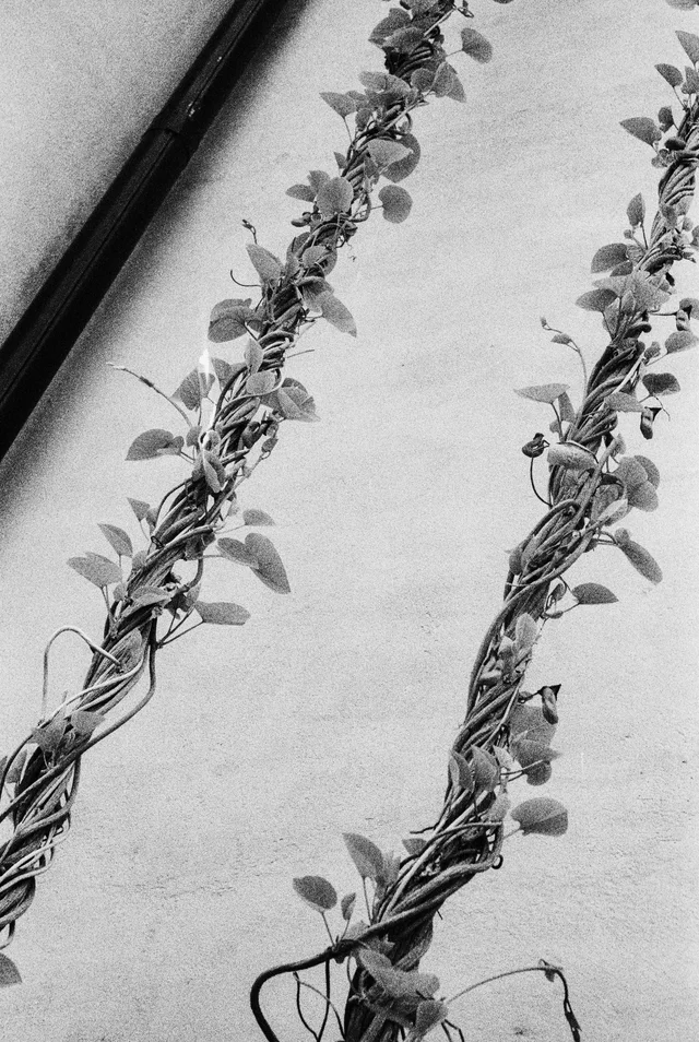 Two slender climbing plants rising against a pale wall