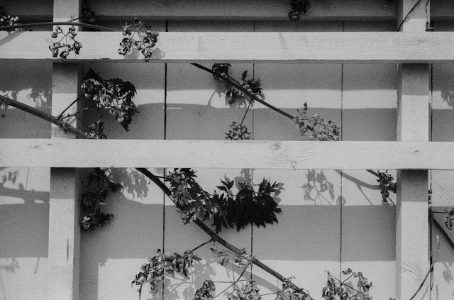 Climbing stems and their shadows crossing a white wooden lattice
