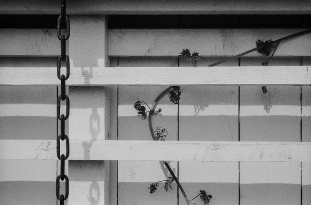 A hanging chain beside climbing plants on a white wooden lattice
