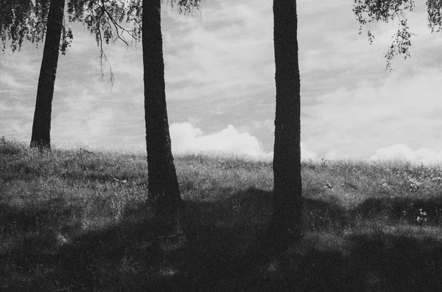 Dark tree trunks on a grassy slope beneath a bright sky