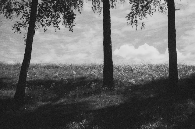 Tree trunks casting long shadows across a grassy hillside