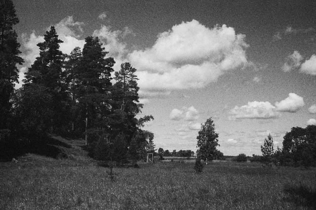 A meadow bordered by tall conifers beneath bright clouds