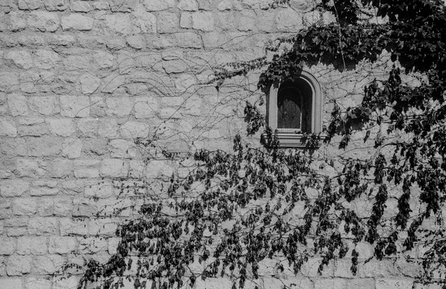 Ivy spreading across a stone wall around a small arched window