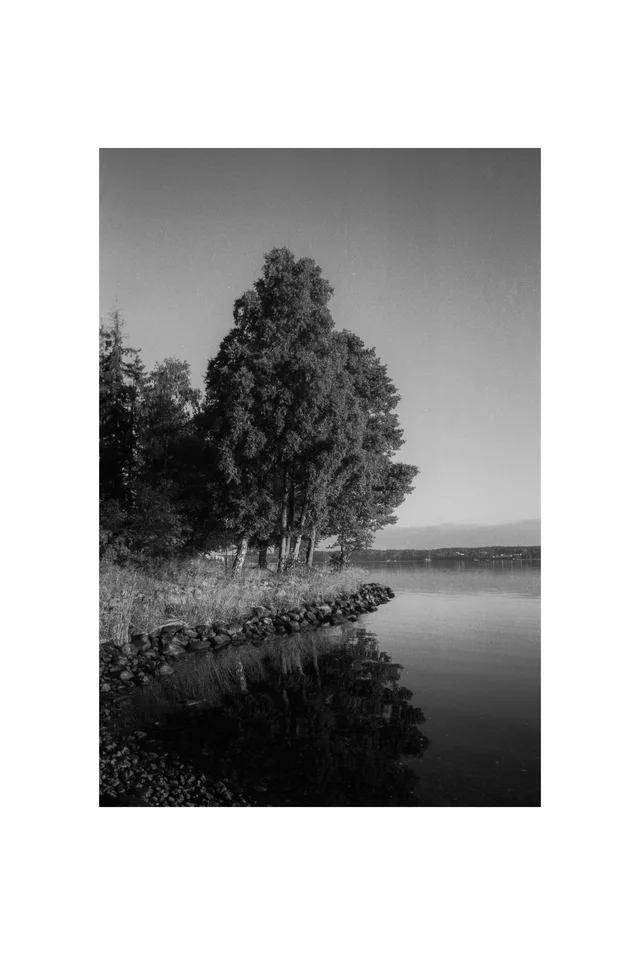 Tall trees reflected in still water along a rocky shoreline