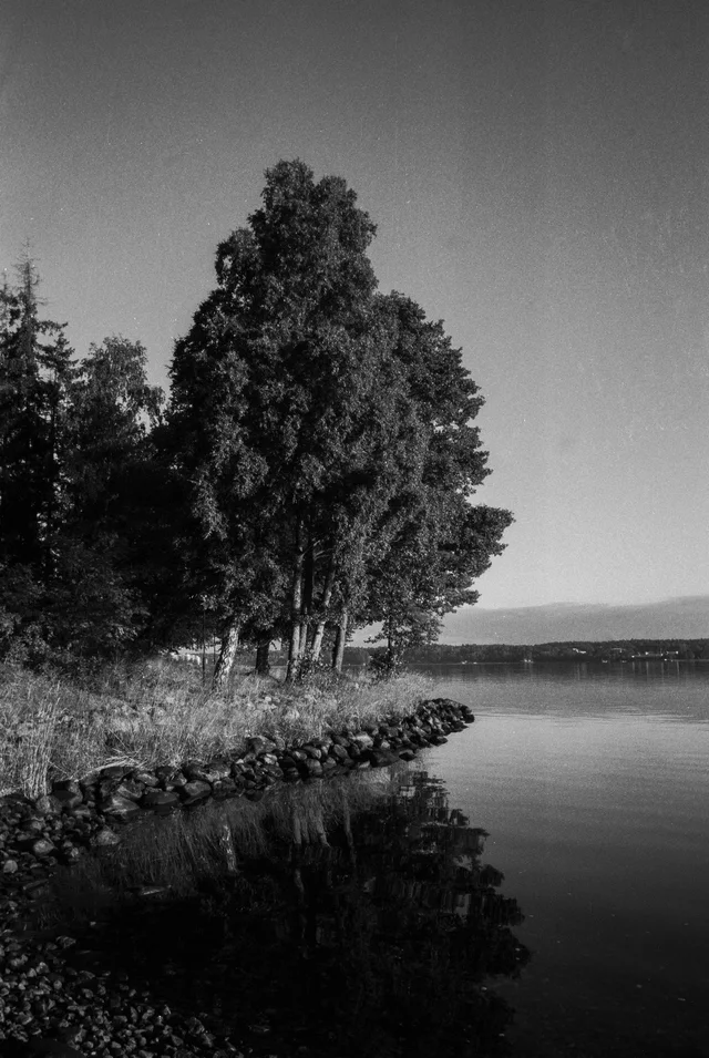 Tall trees reflected in still water along a rocky shoreline