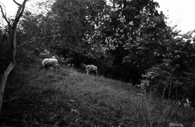 Two sheep grazing on a grassy slope beneath dense trees