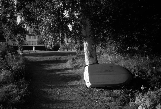 A small boat leaning beside a birch tree on a shaded path