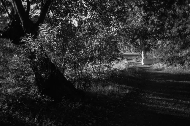 A narrow woodland path beneath dense overhanging branches