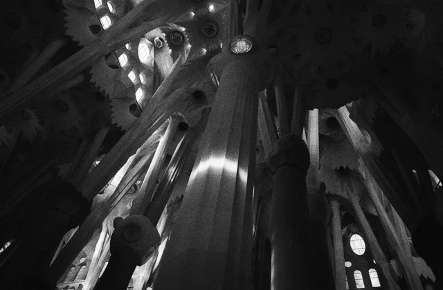 Sunlight falling across tall branching columns inside a vaulted church