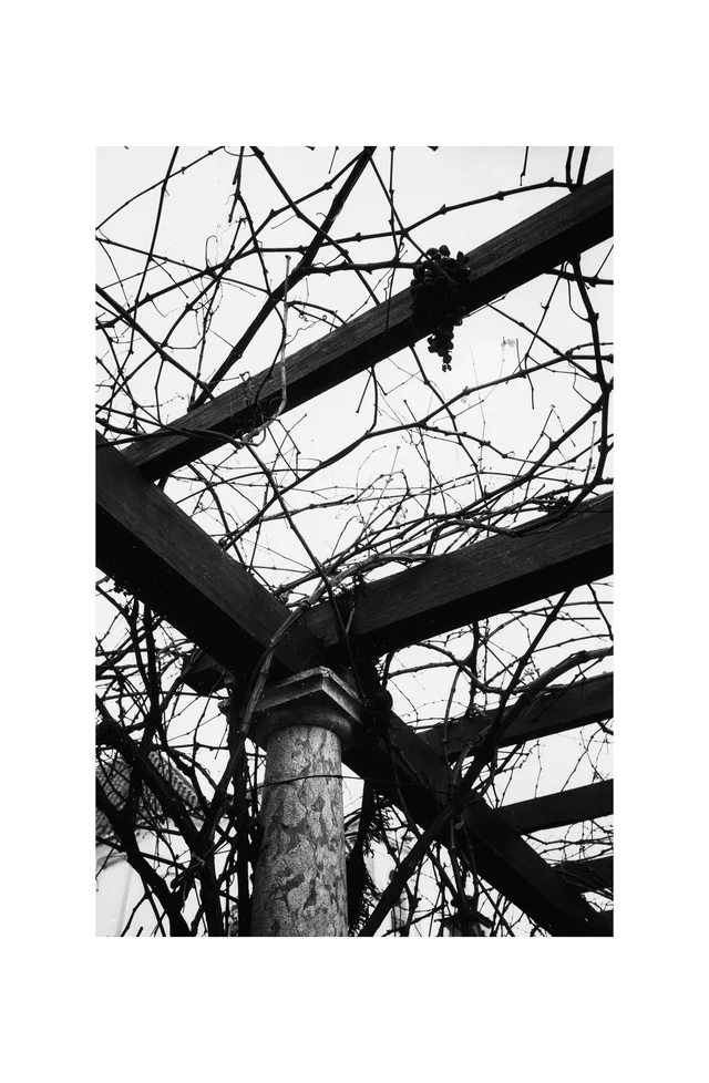 Bare vines spreading across a pergola supported by a stone column