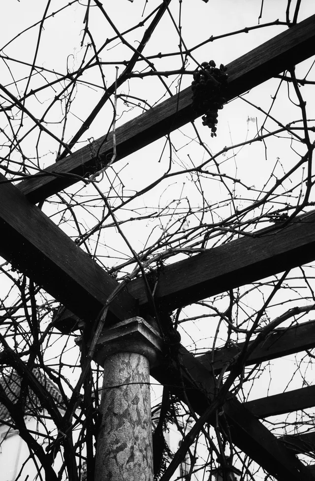 Bare vines spreading across a pergola supported by a stone column