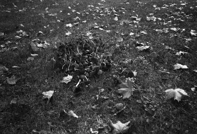 A cluster of mushrooms growing in grass scattered with fallen leaves