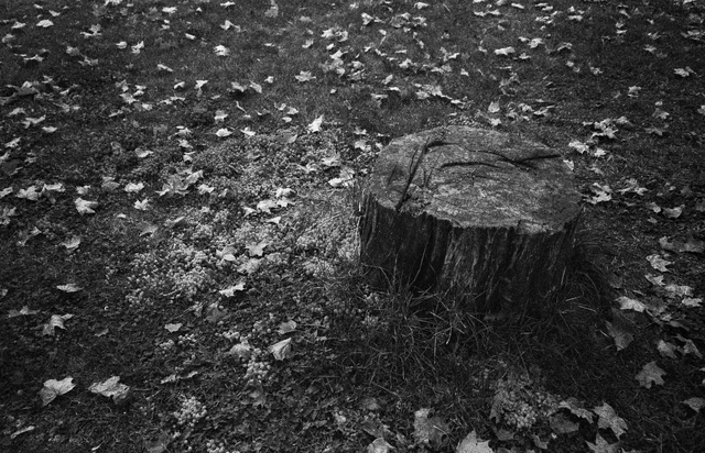A broad tree stump on ground scattered with fallen leaves