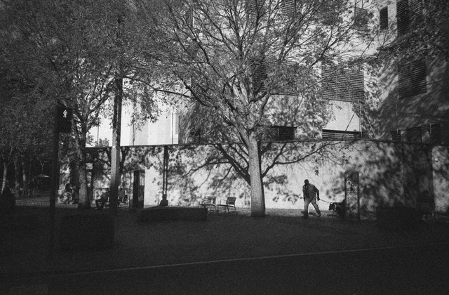 A lone pedestrian beneath bare trees beside a sunlit building wall