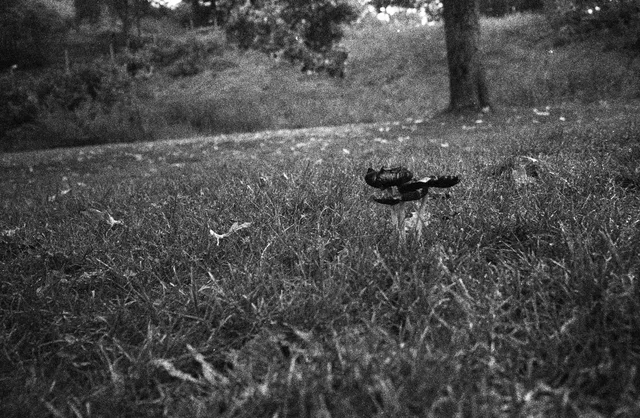 A dark mushroom rising from grass beneath trees