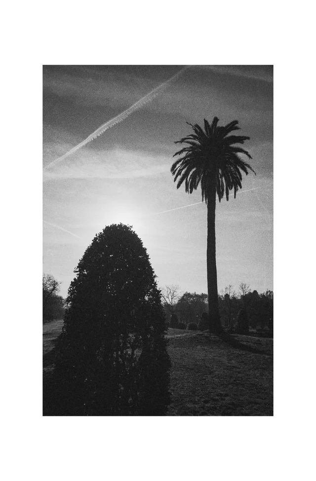 A tall palm tree beside a rounded shrub beneath a streaked sky