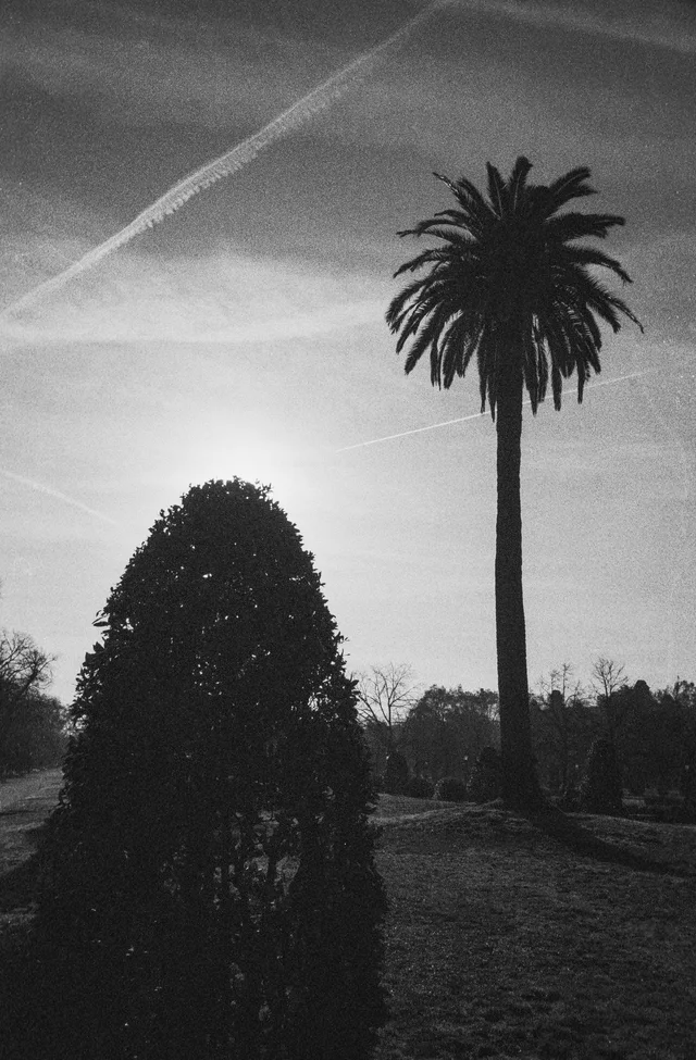 A tall palm tree beside a rounded shrub beneath a streaked sky