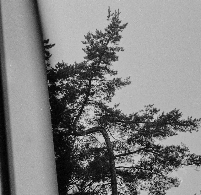 Pine branches seen through a window beside a dark frame