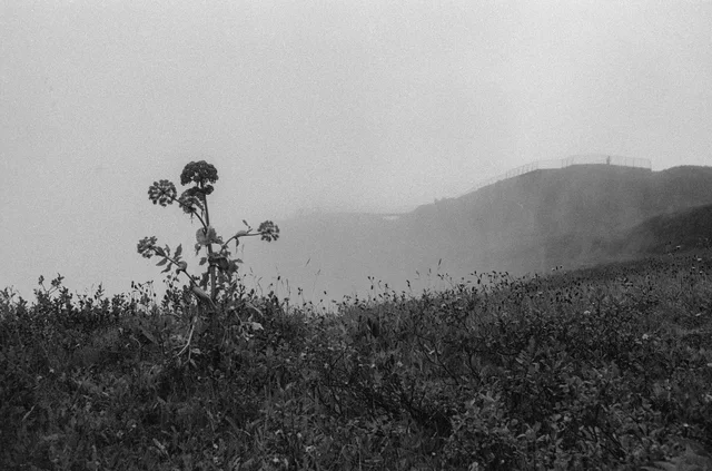 Tall plants and low vegetation before mist-covered mountain slopes