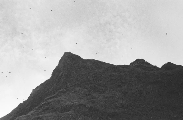 Birds flying above a rugged coastal ridge