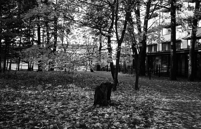 A tree stump on leaf-covered ground beneath trees beside a building