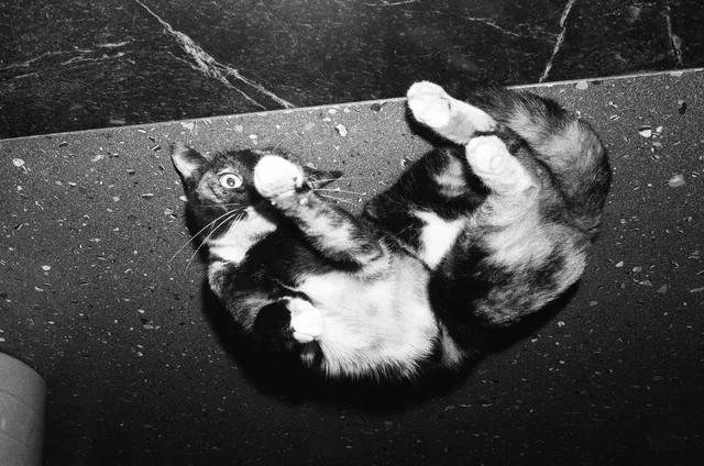 A cat lying on its back with its paws curled upward