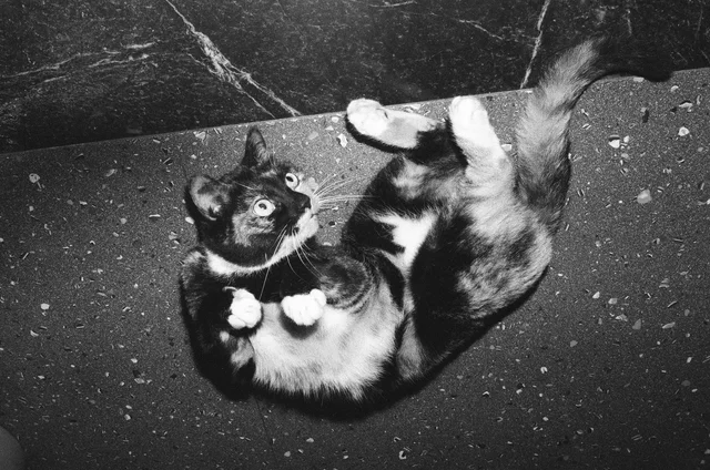A cat lying on its back with its paws curled upward