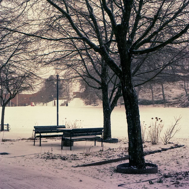 Empty benches beneath bare trees in a snow-covered park