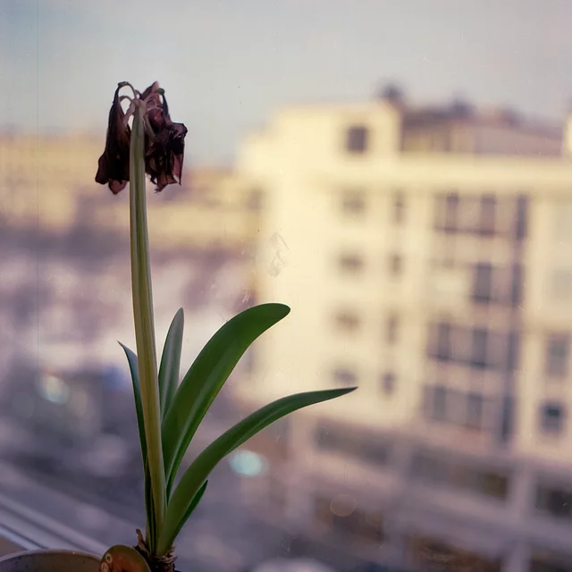 A wilting potted flower beside a window overlooking neighbouring buildings