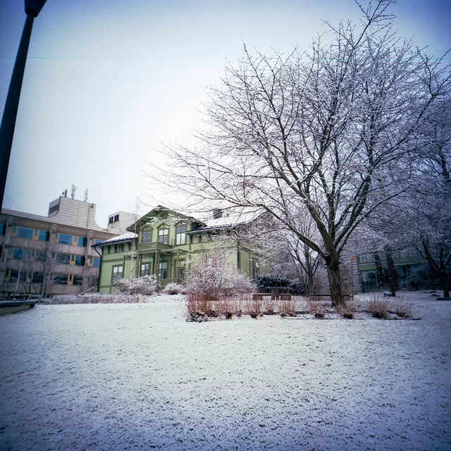 A bare tree in a snowy courtyard surrounded by buildings