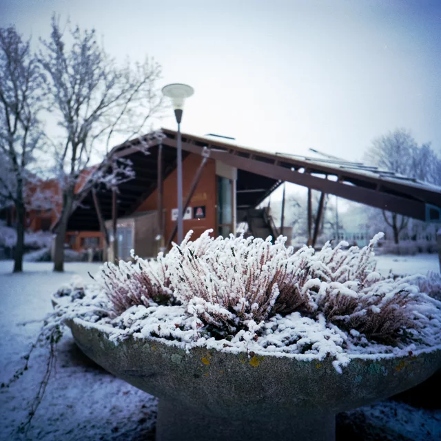 A round planter filled with snow-covered shrubs outside a wooden building